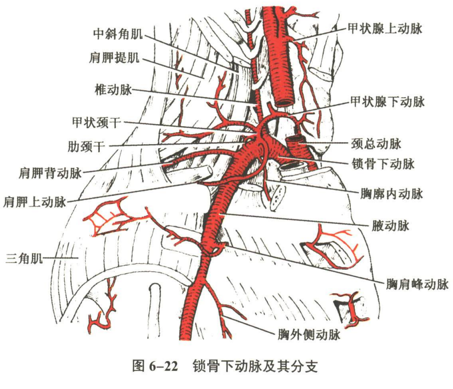 循环系统