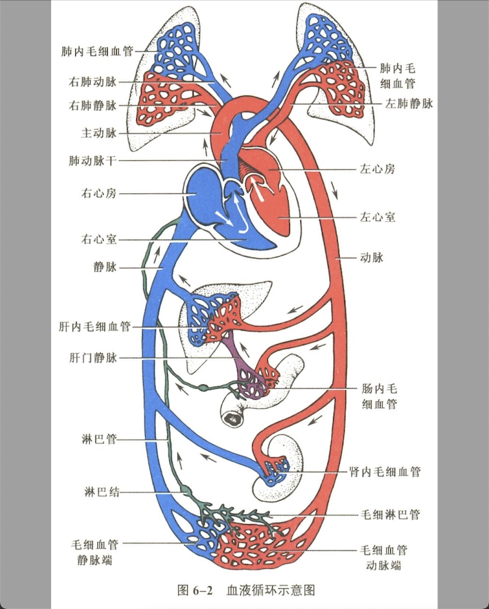 循环系统