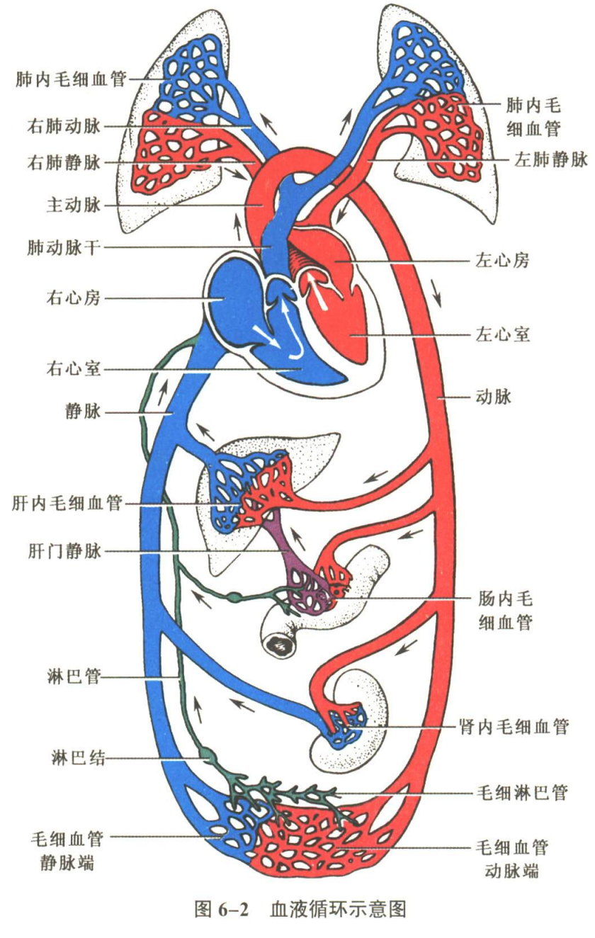 循环系统