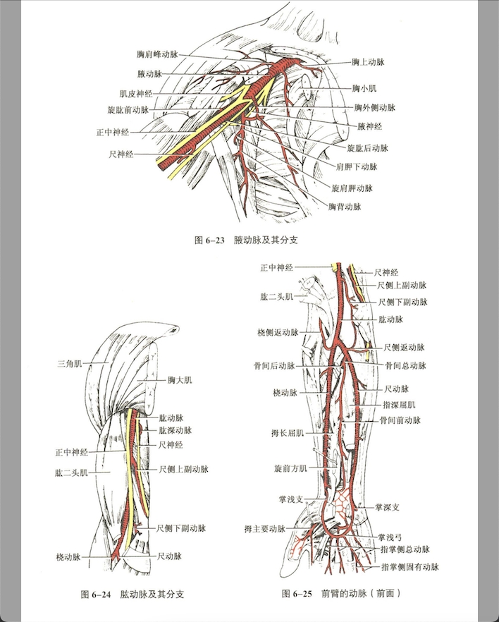 循环系统