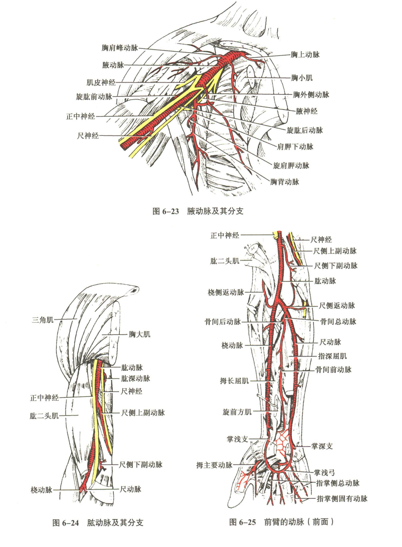 循环系统