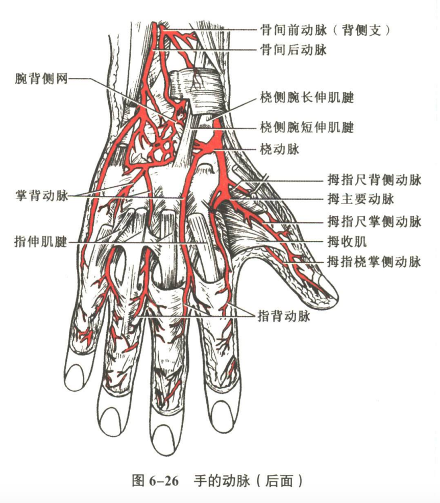 循环系统