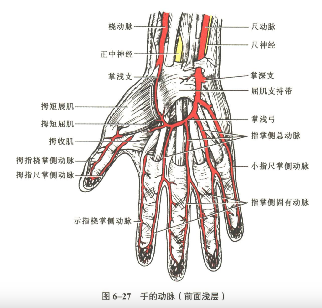 循环系统