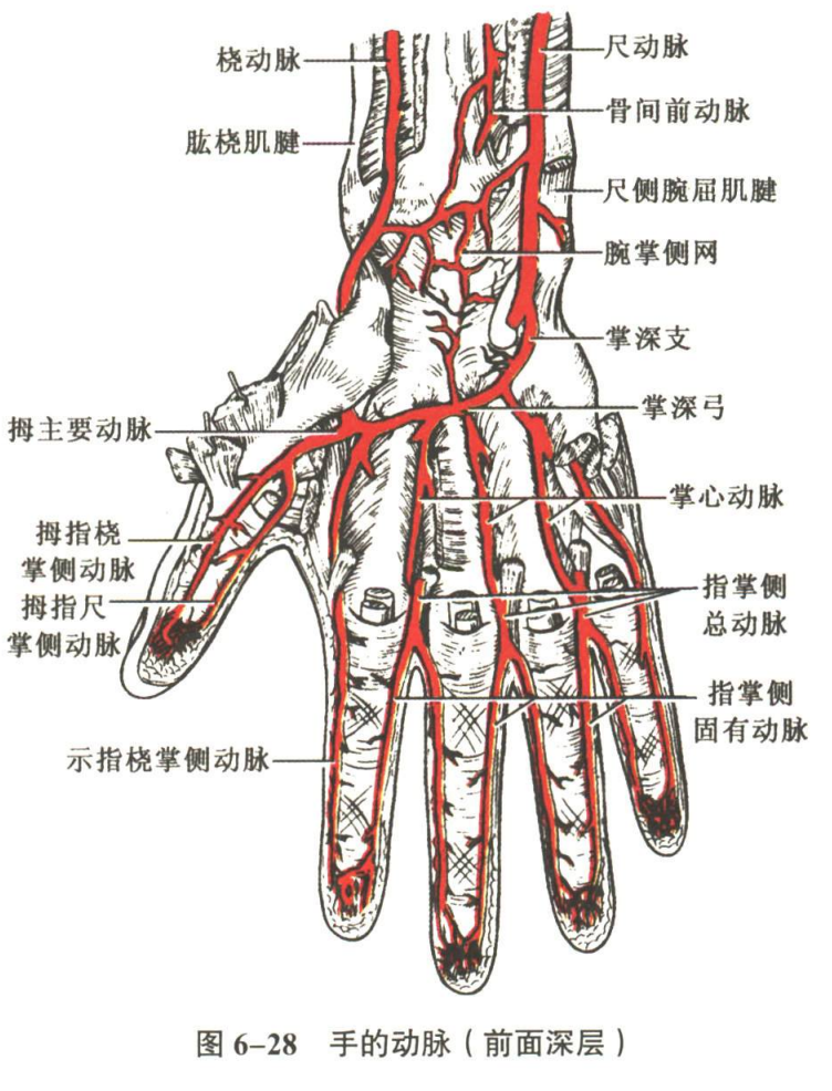 循环系统