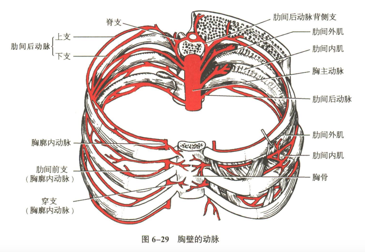 循环系统
