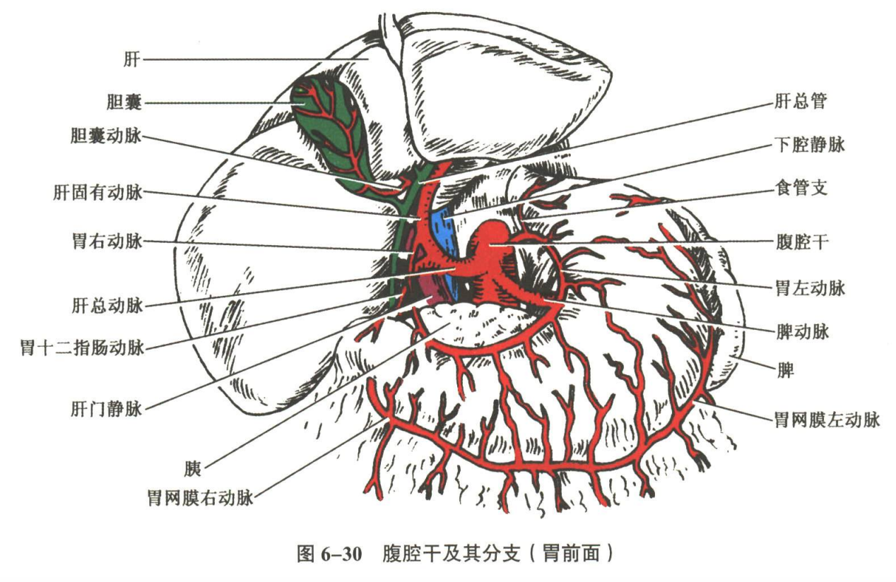 循环系统