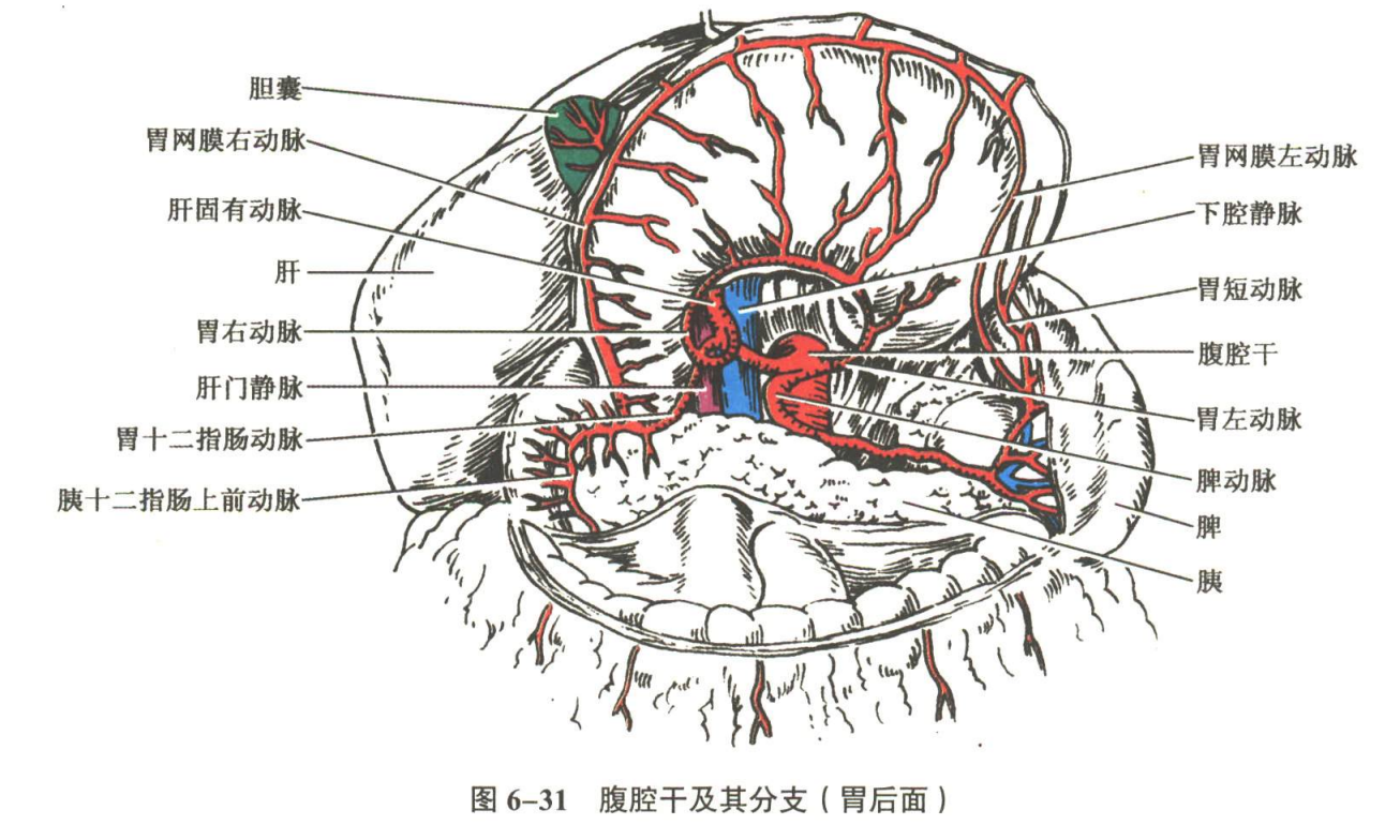 循环系统