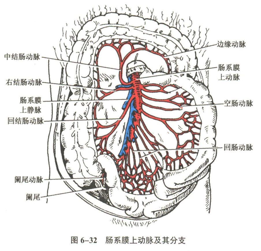 循环系统