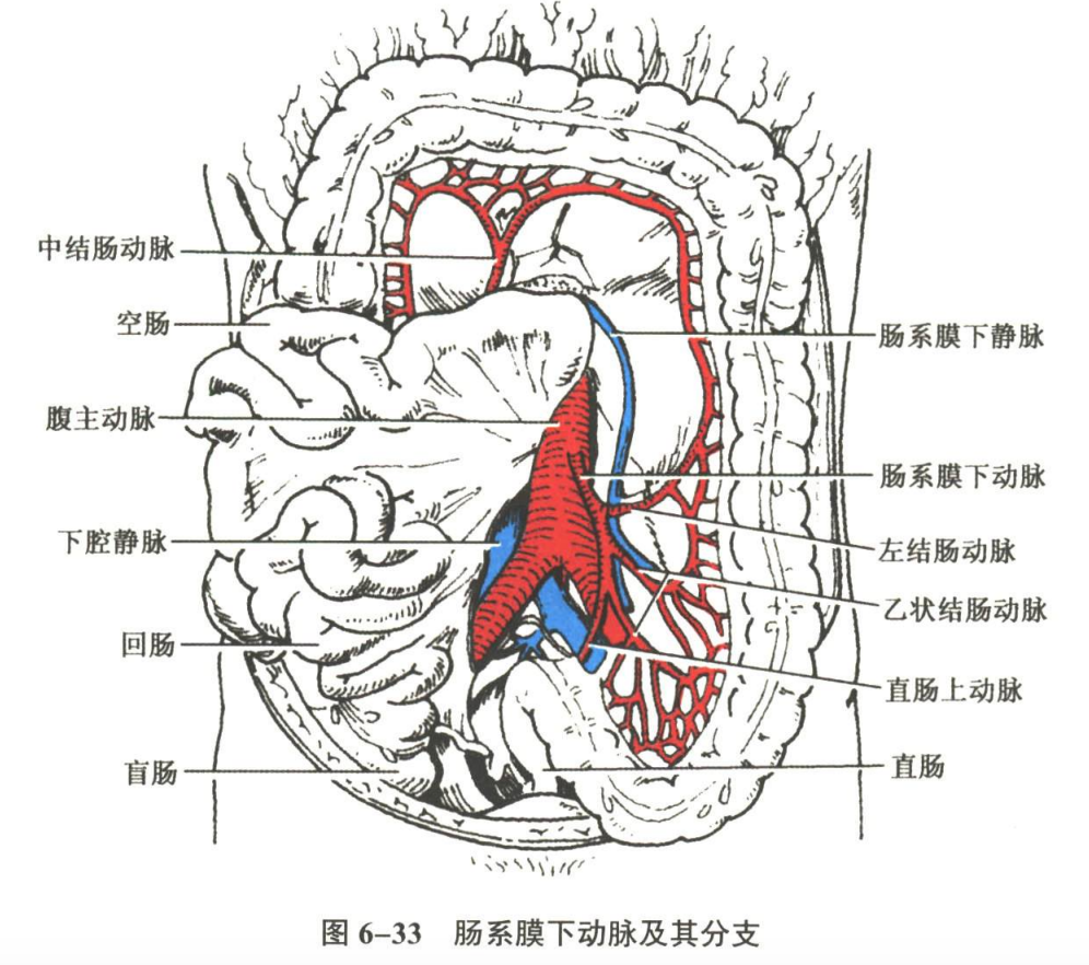 循环系统