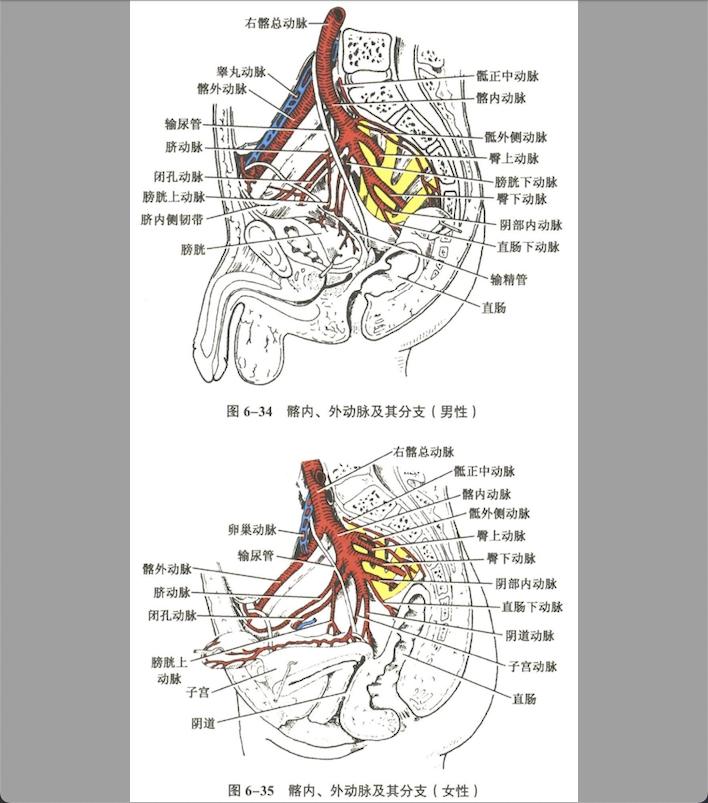循环系统