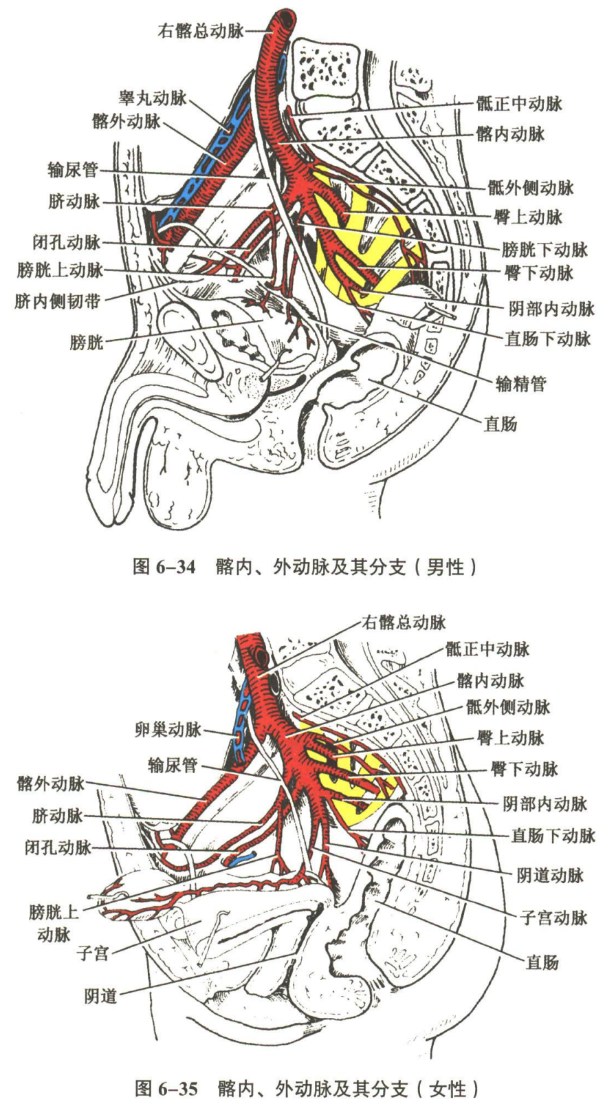 循环系统