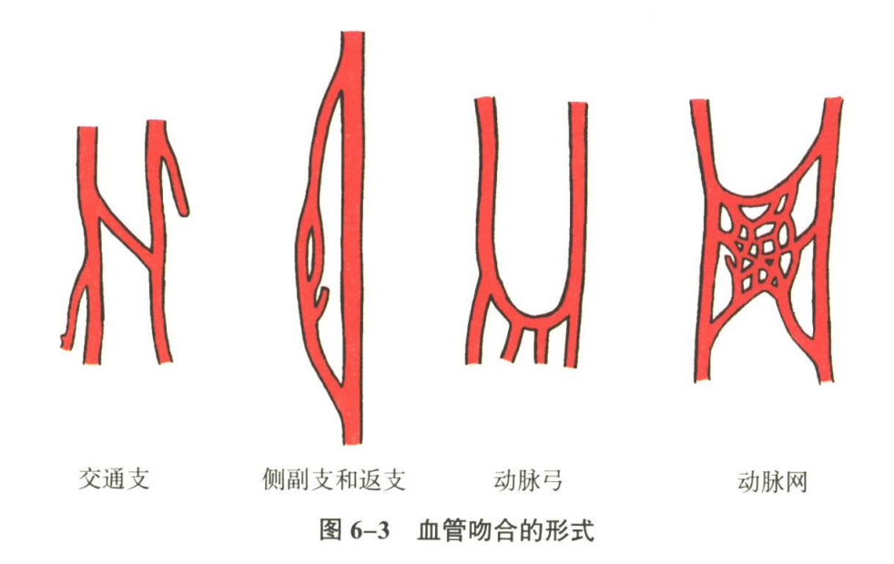 循环系统