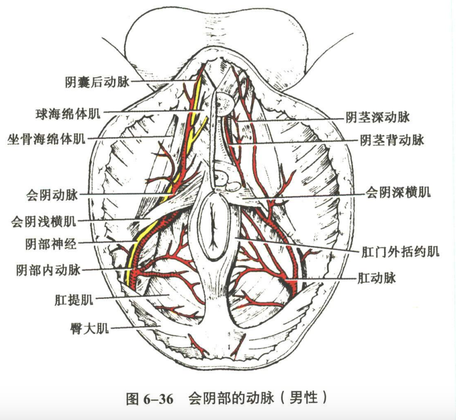循环系统