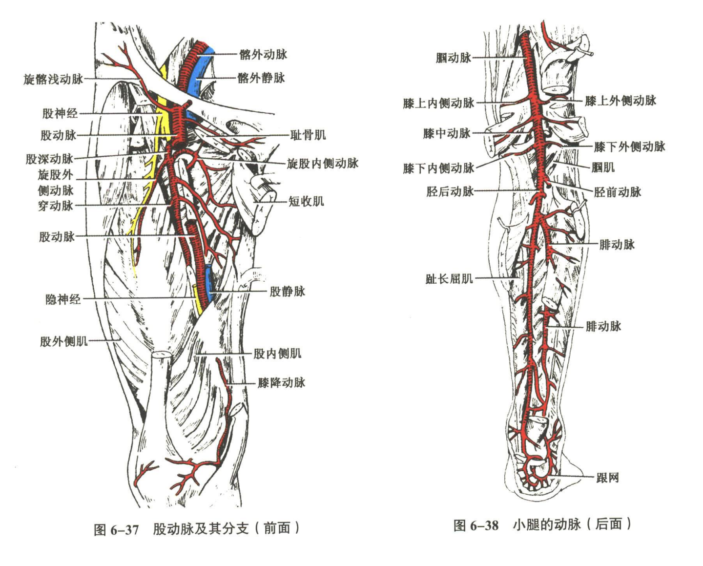 循环系统
