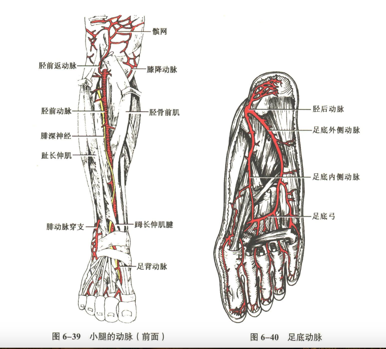 循环系统