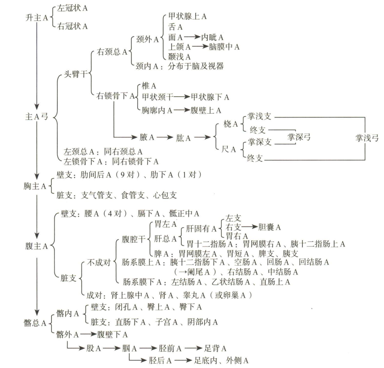 循环系统