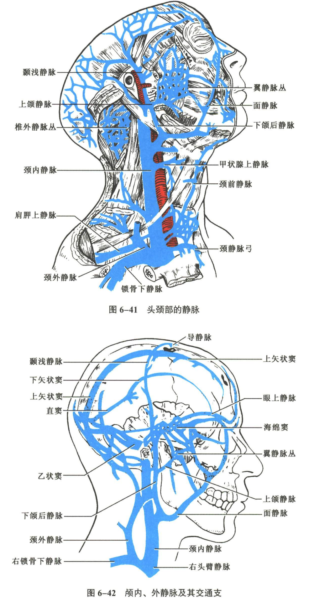循环系统