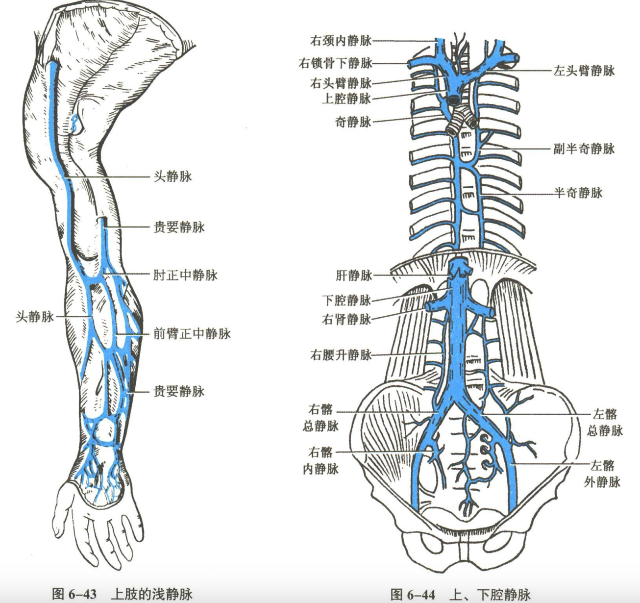 循环系统