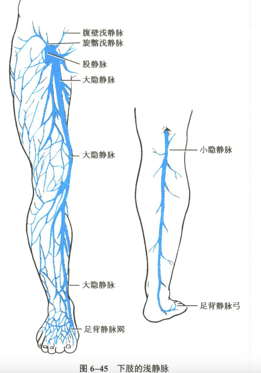 循环系统