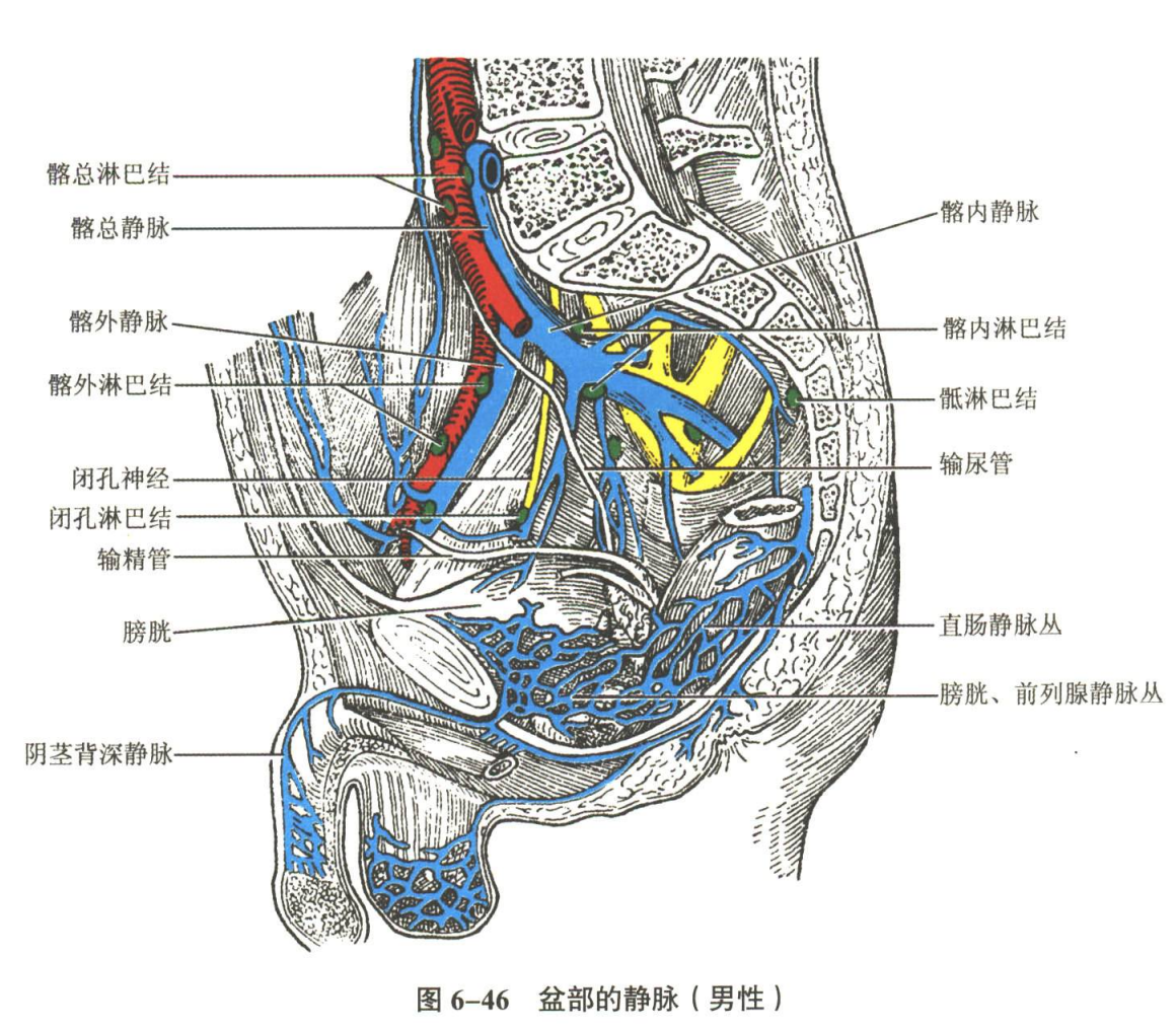 循环系统