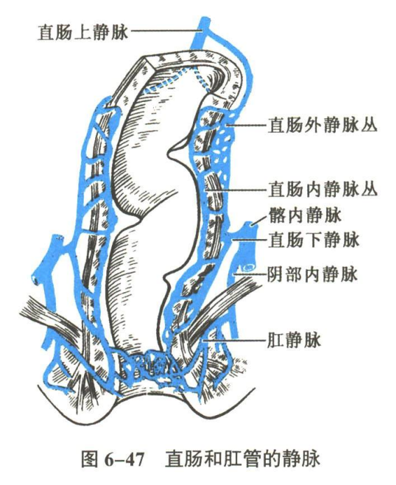 循环系统