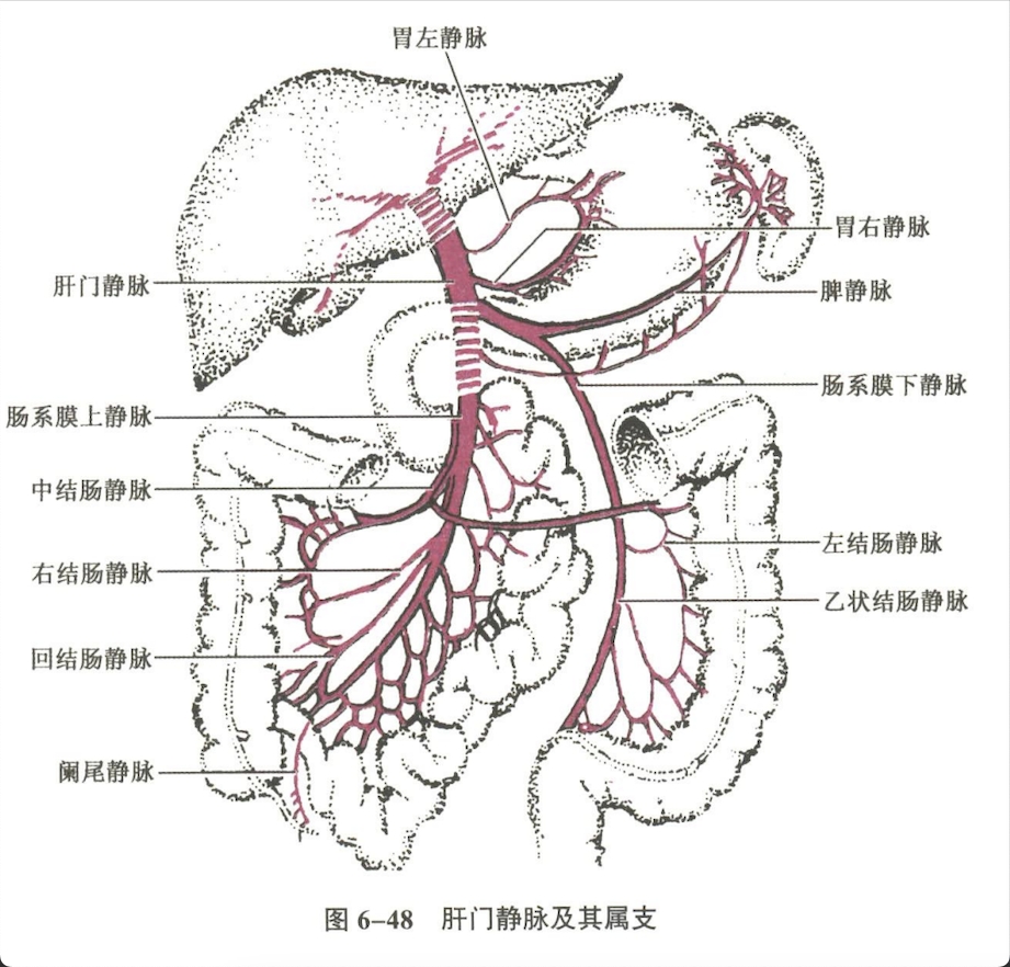 循环系统