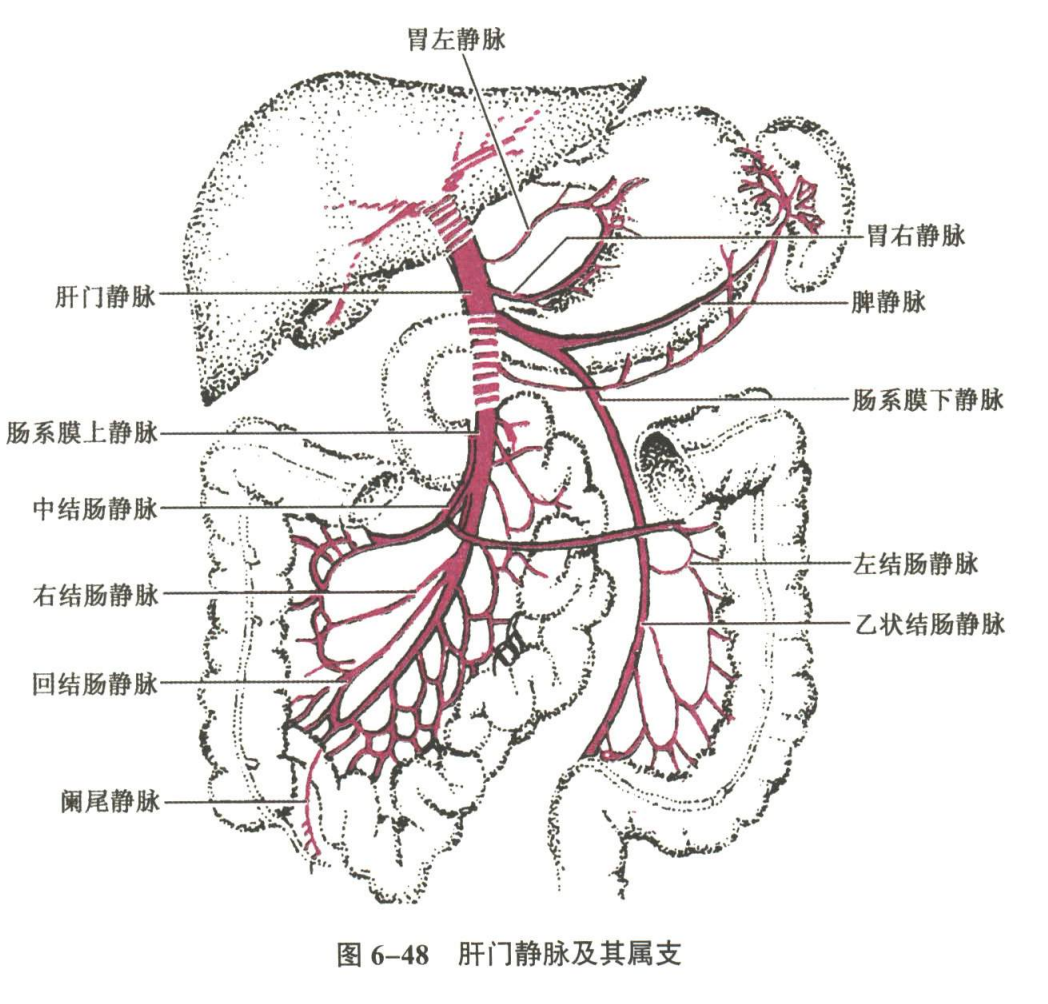 循环系统