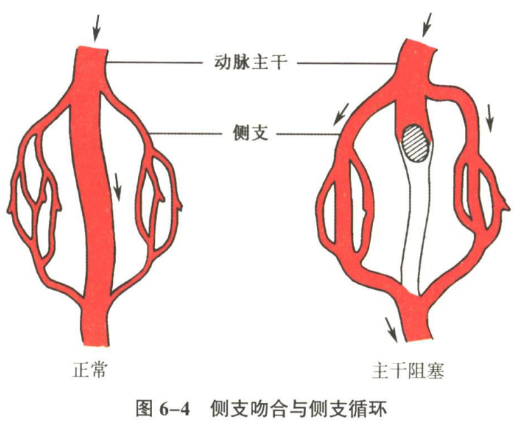 循环系统
