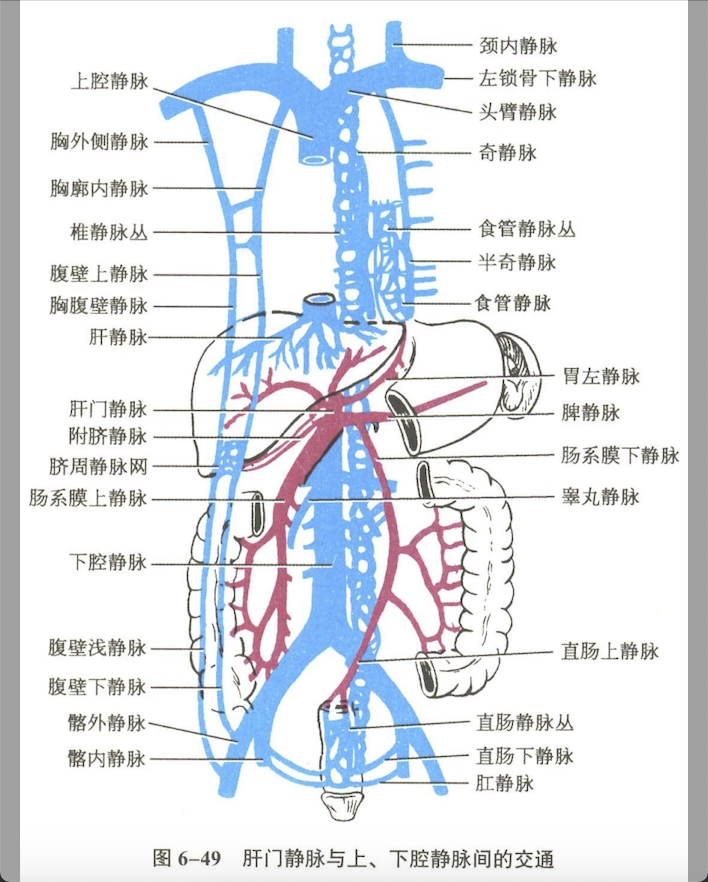 循环系统