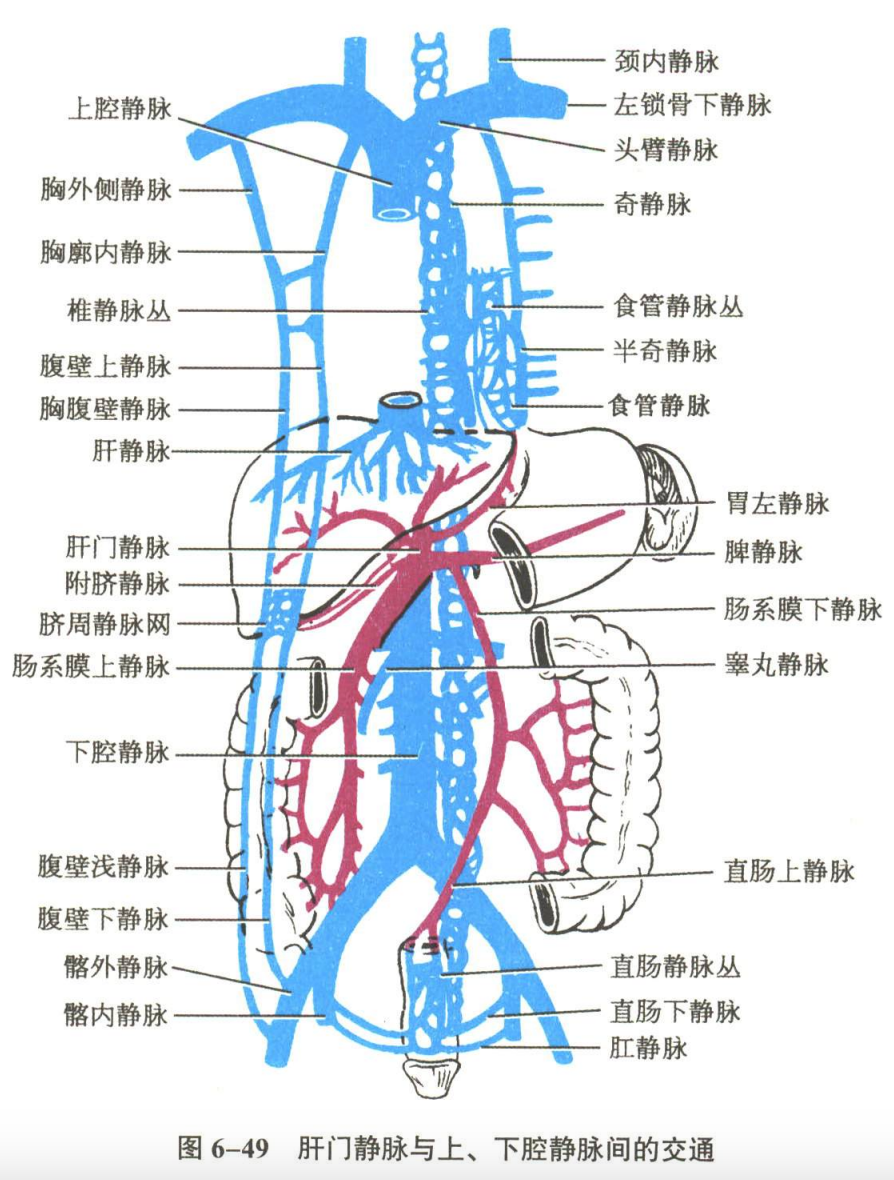 循环系统