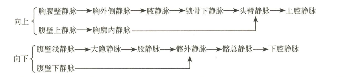 循环系统