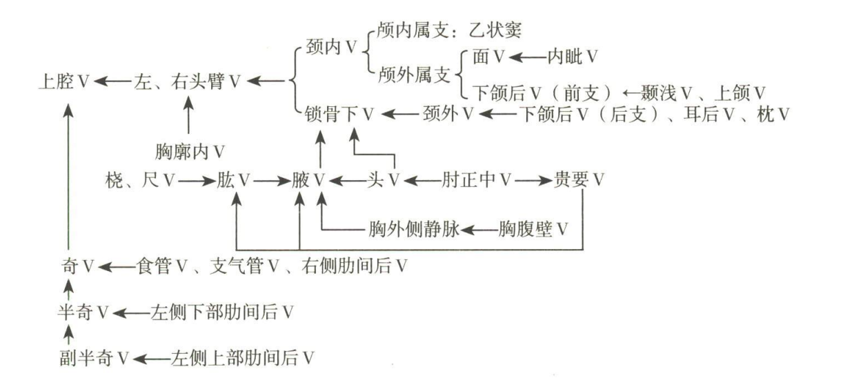 循环系统