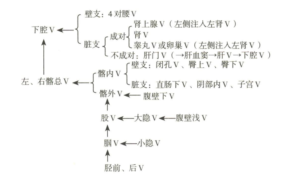 循环系统