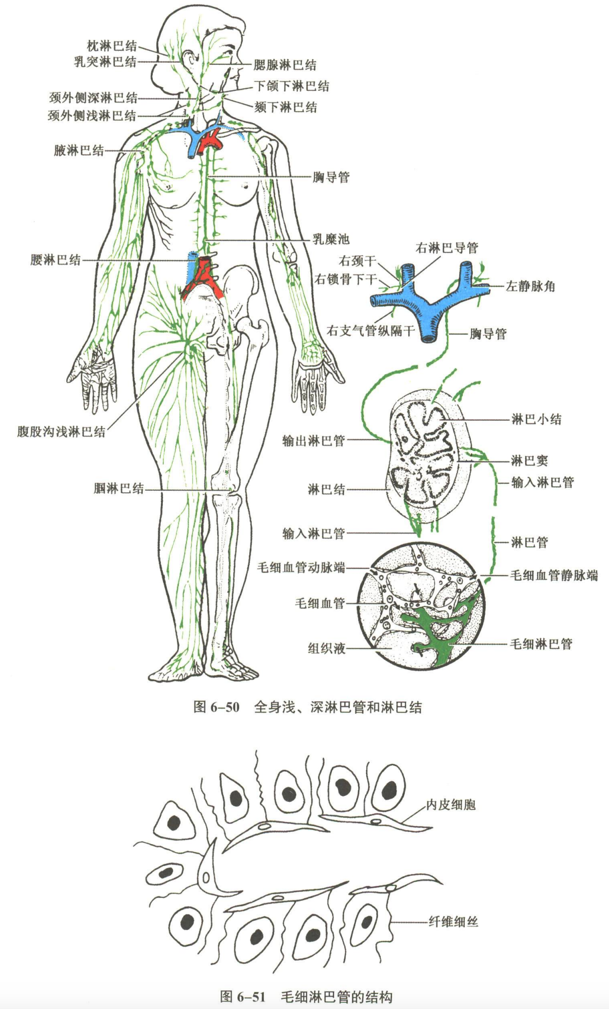 循环系统