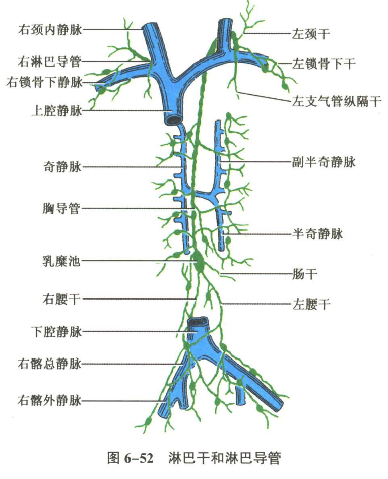 循环系统