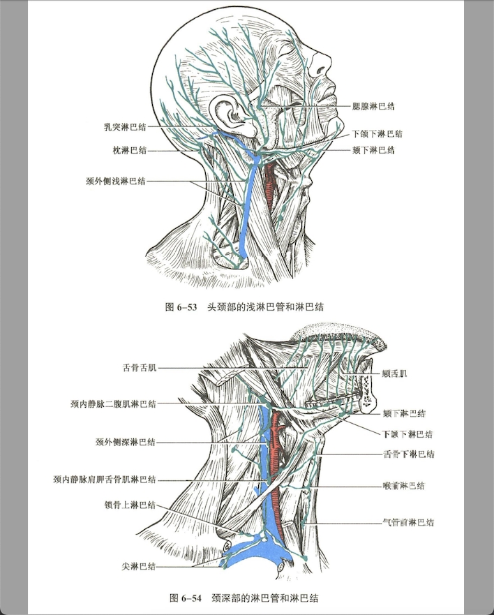 循环系统