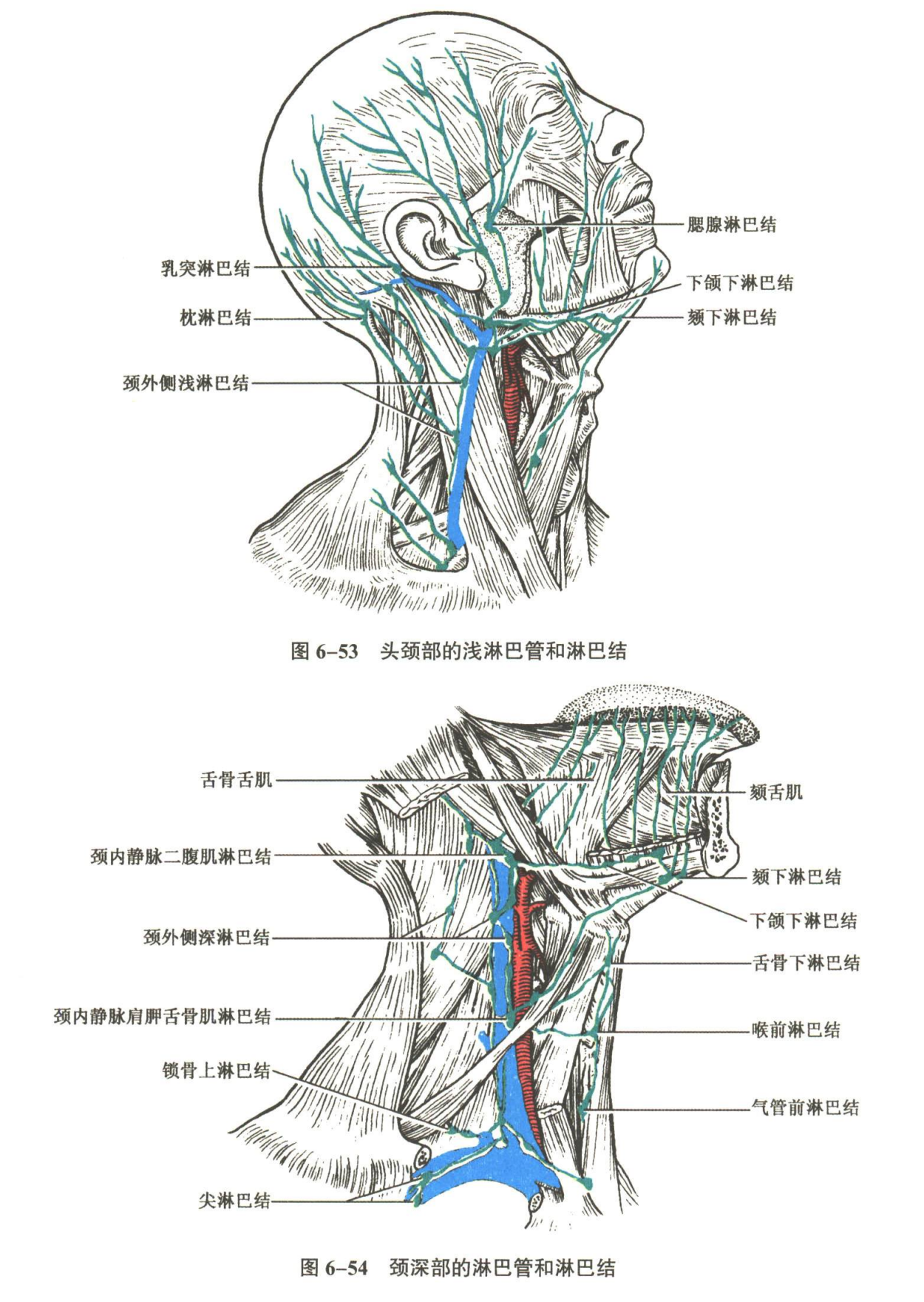 循环系统