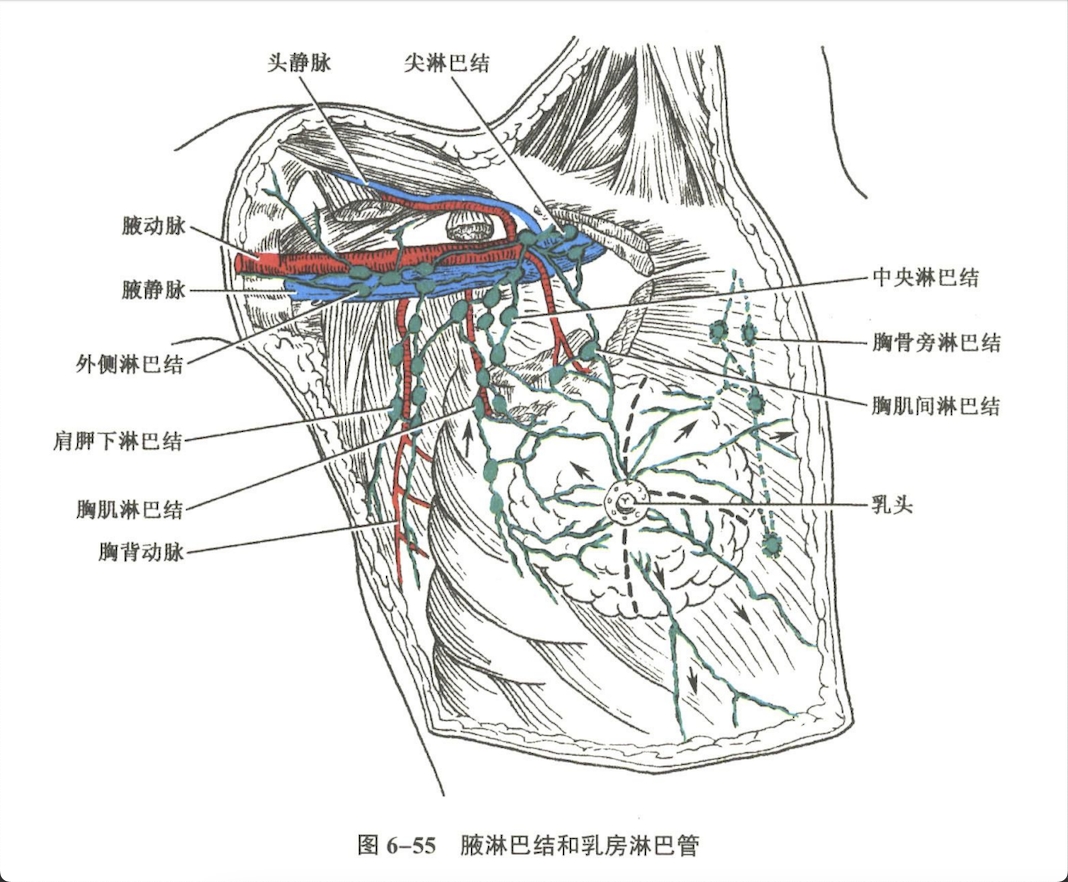 循环系统