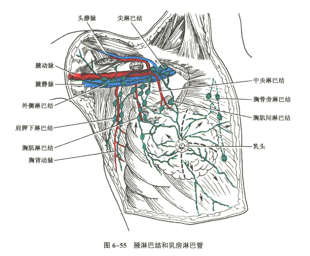 循环系统