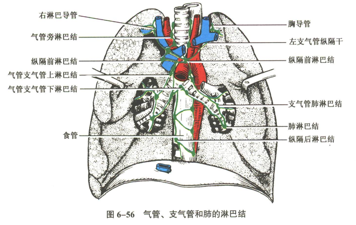 循环系统