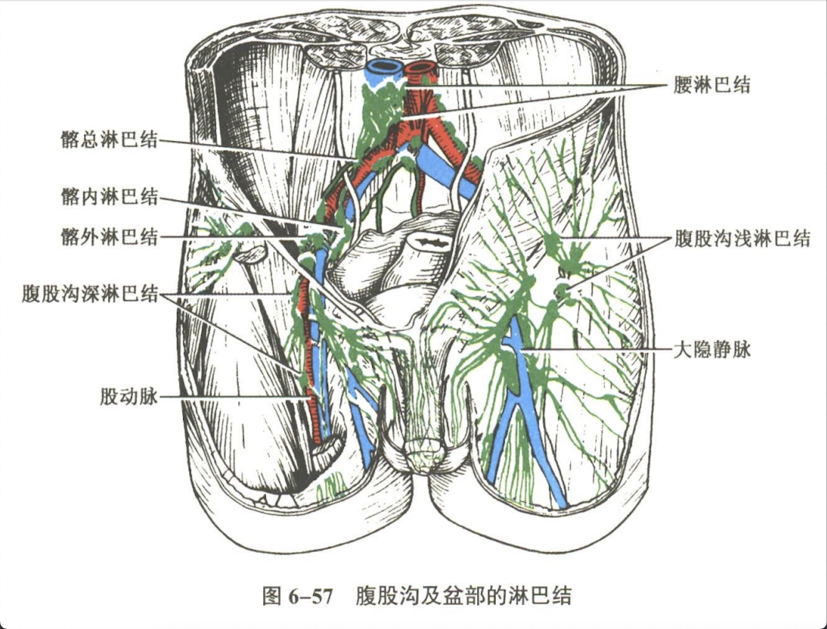 循环系统
