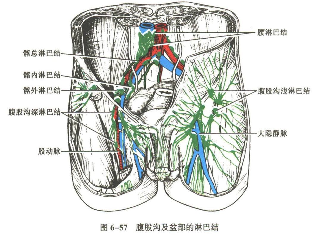 循环系统