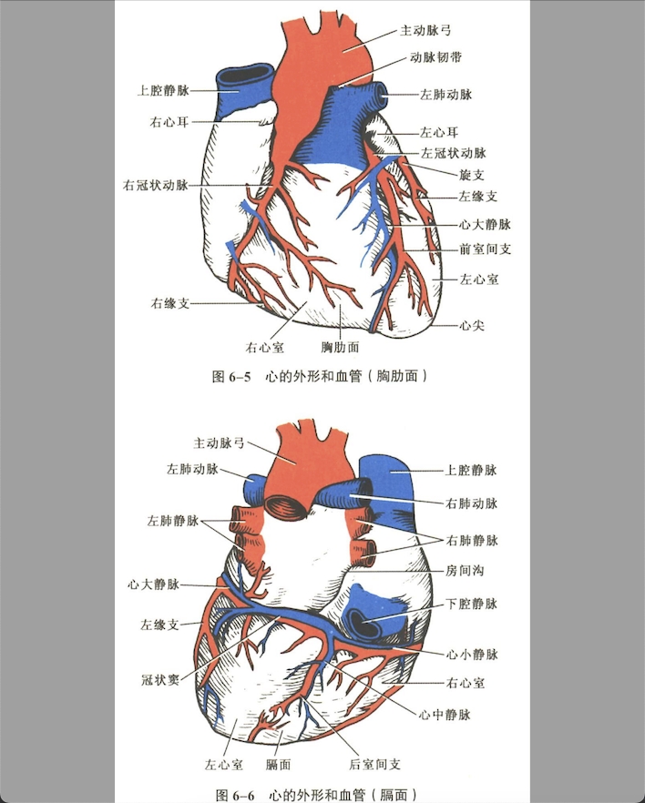 循环系统