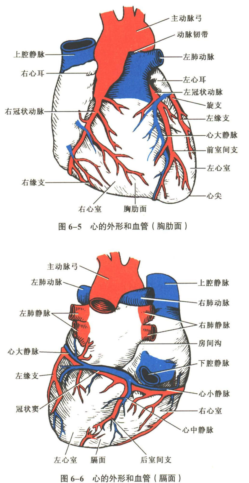 循环系统