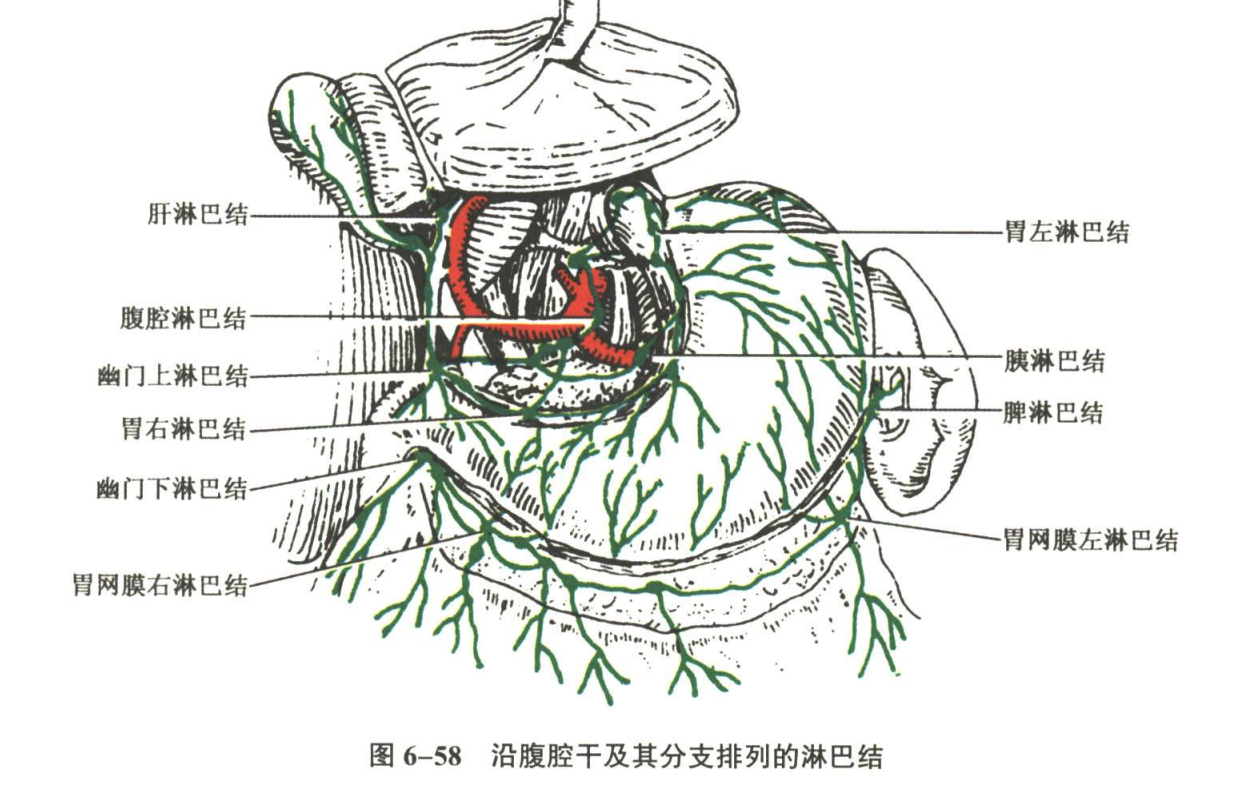 循环系统