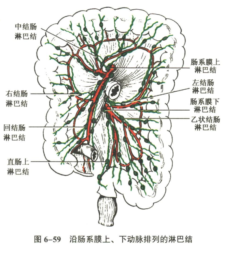 循环系统