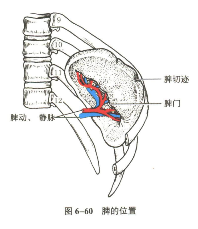 循环系统