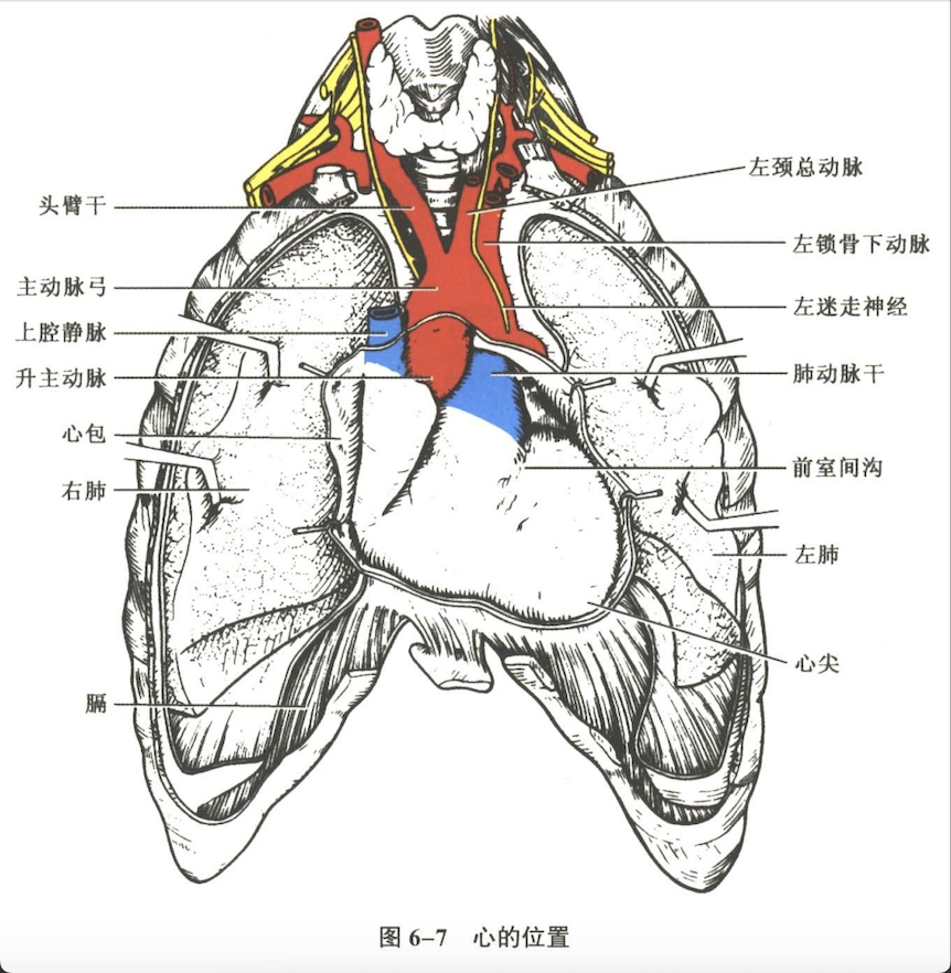 循环系统