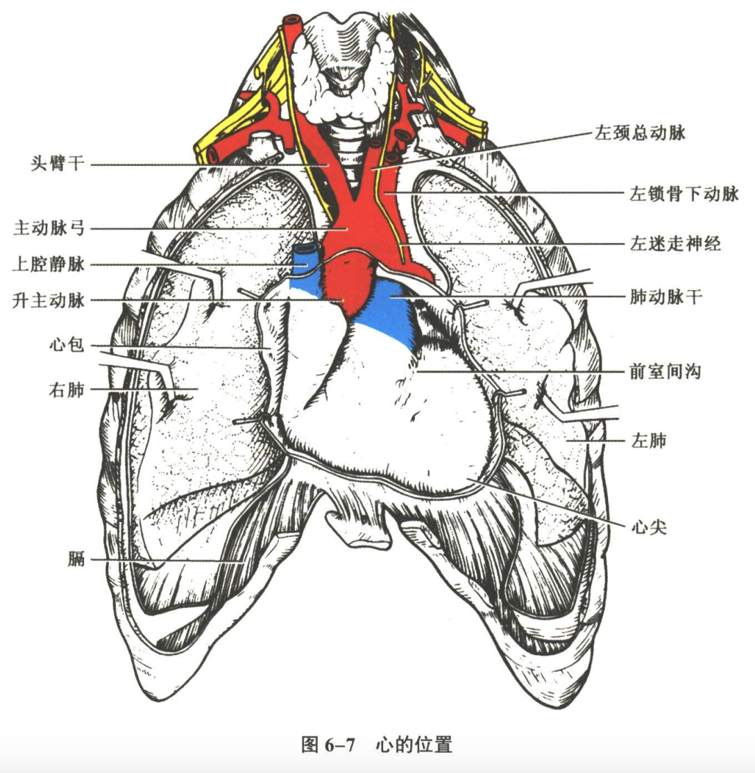 循环系统