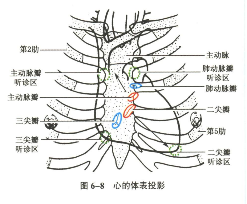 循环系统